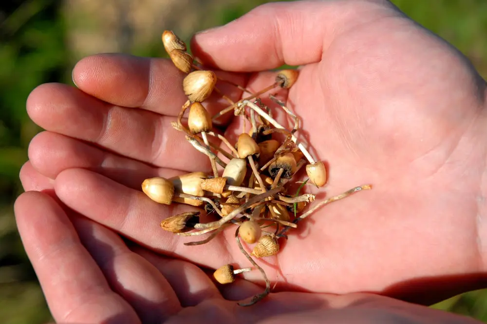 How Long Do Shrooms Stay in Your System?